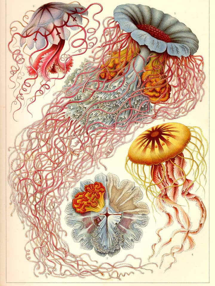 Medusas, Discomedusae para venta al por mayor de Print Collection