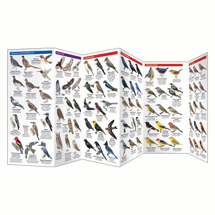 Waterford Press - Wholesale Nature Guide - Washington State Birds Nature Guide