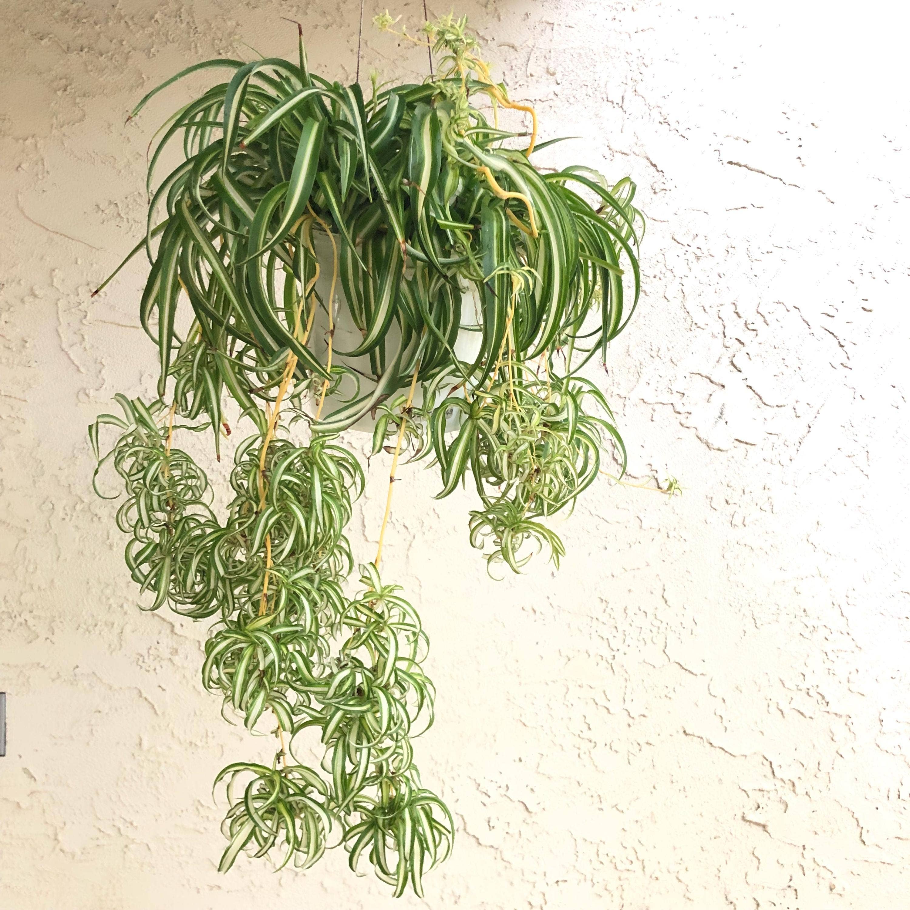 Wildheart Crystals – wholesale Live plant – Curly Bonnie Spider Plant - Rooted Air Purifier0