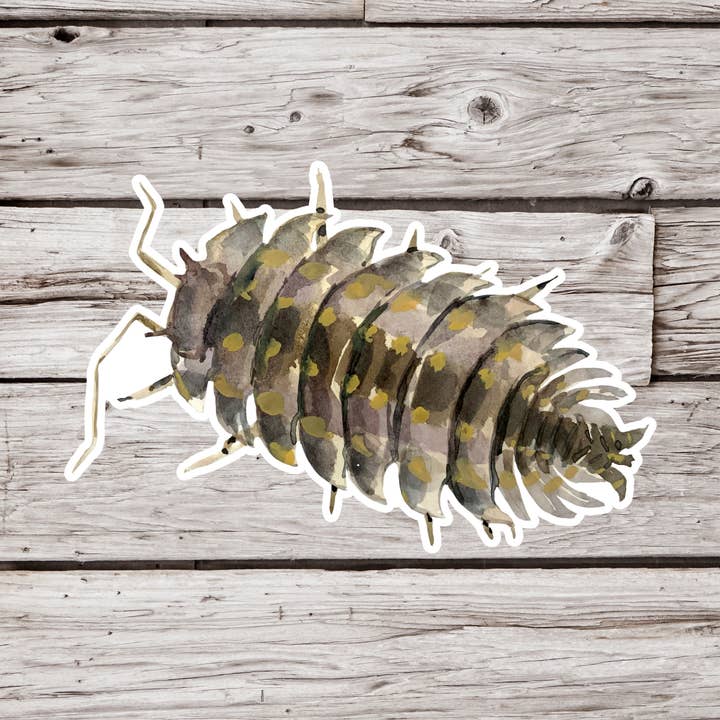 Bænkebider Klistermærke, Kuglebænkebider Klistermærke, Skorpebille Klistermærke for engroshandel hos NatureCuts