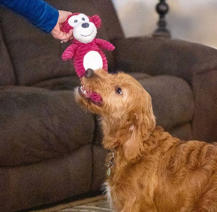 Pet Palette Distribution - Wholesale Pet Plush Toy - Dog - ThoozyPet Tuff & Cuddly Monkey Plush Dog Toy 12.5"7