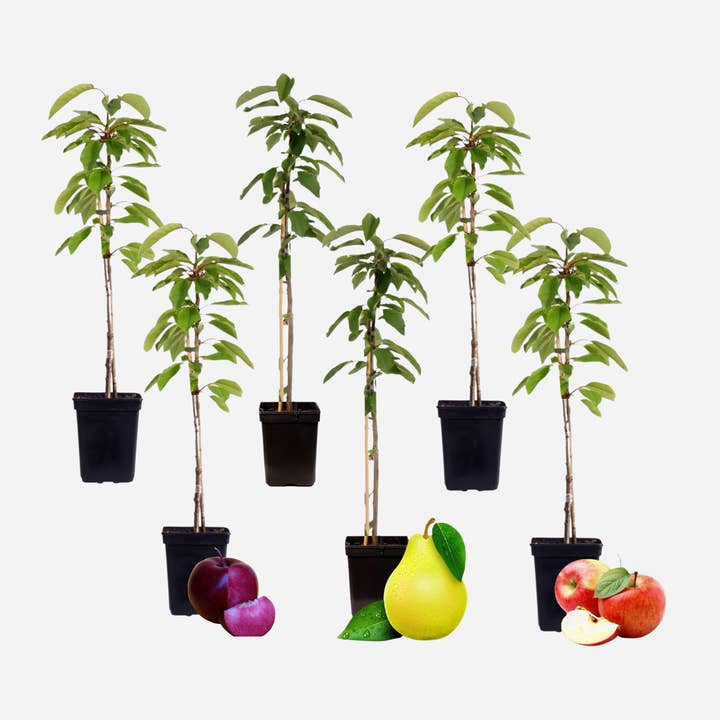 Fruit Tree Set โ 6 Plants โ Apple, Pear & Plum โ Height 60โ70cm โ ร9cm โ Hardy Fruit Trees for Garden & Balcony โ Compact Growth โ Bearing Fruit in the 1st Year for wholesale by Oasis of Life