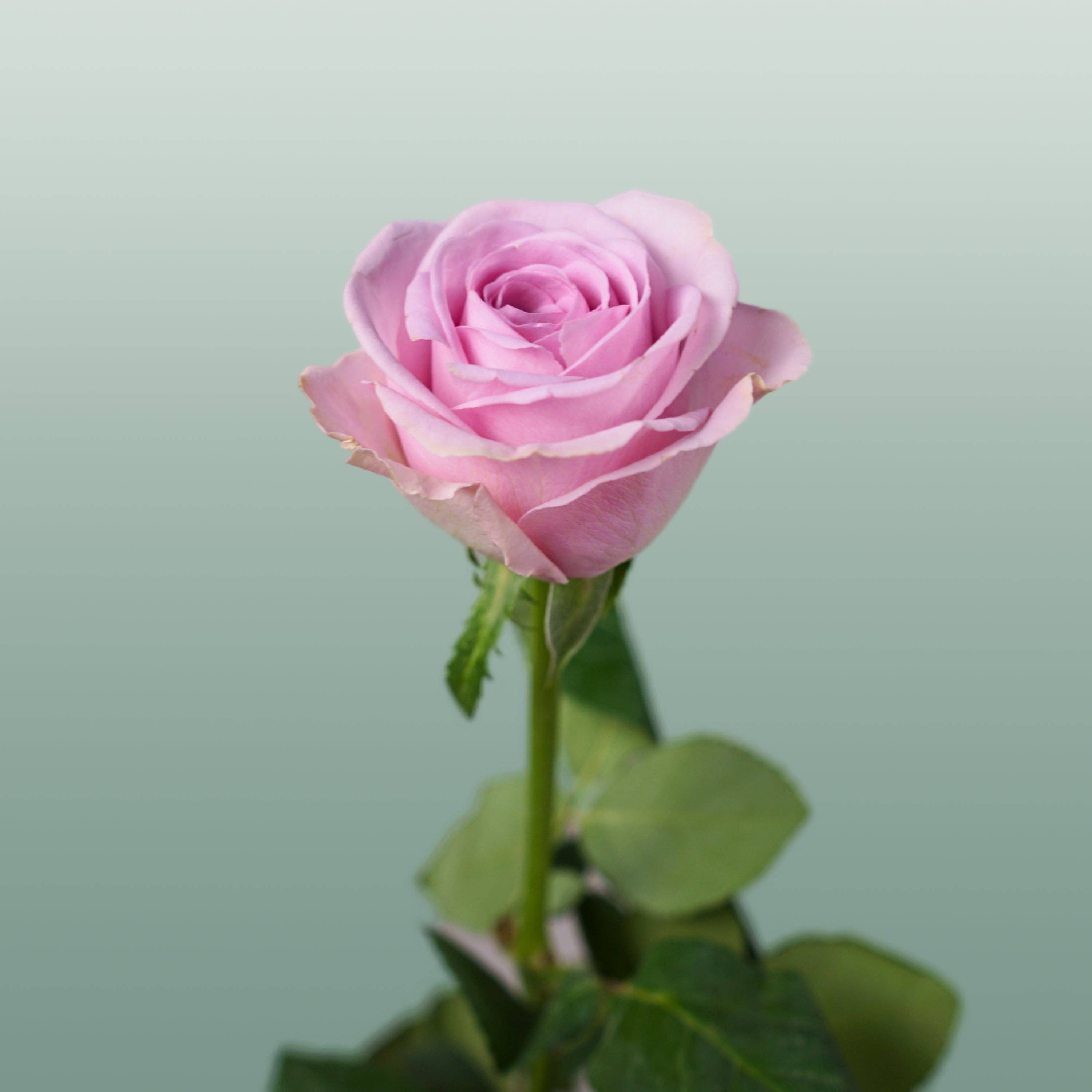 Purple Rose Lovely Aqua (20 Stems) for wholesale on Faire1