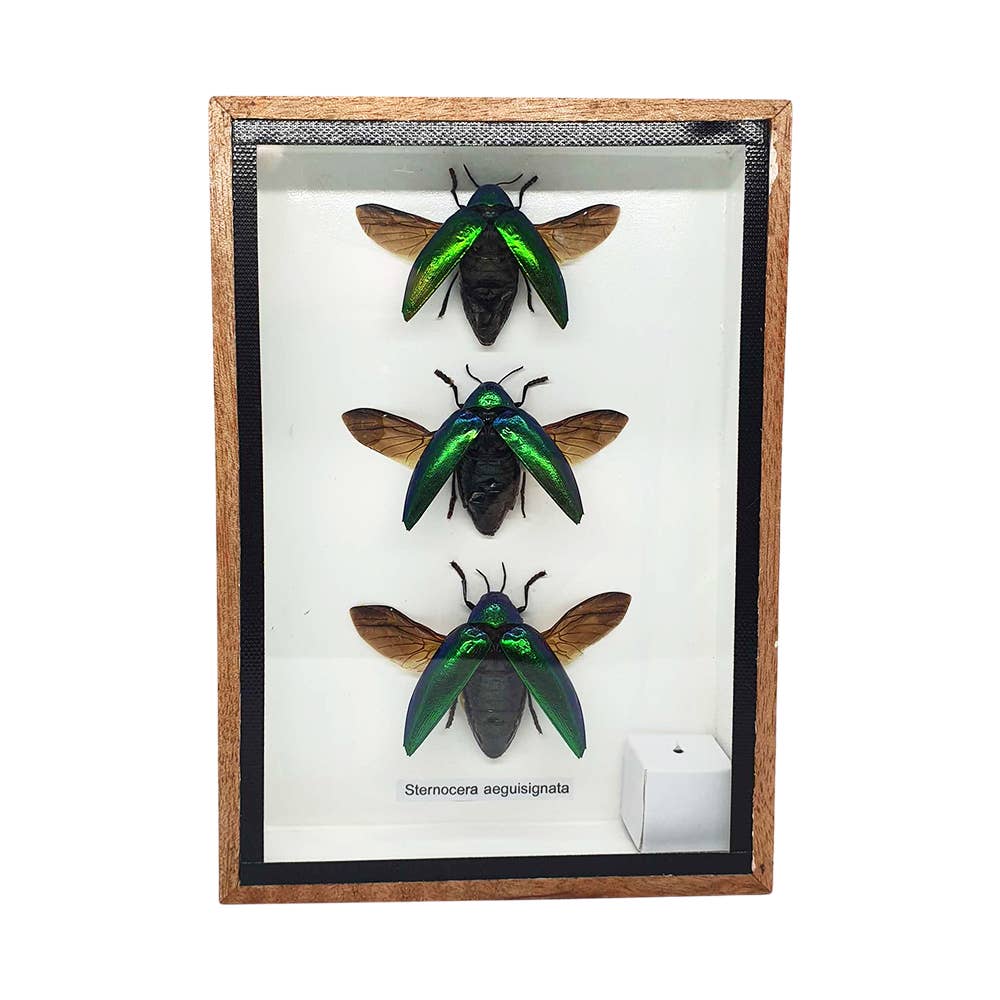 VIE - Wholesale Wall Accent - Framed Insect, Assorted22