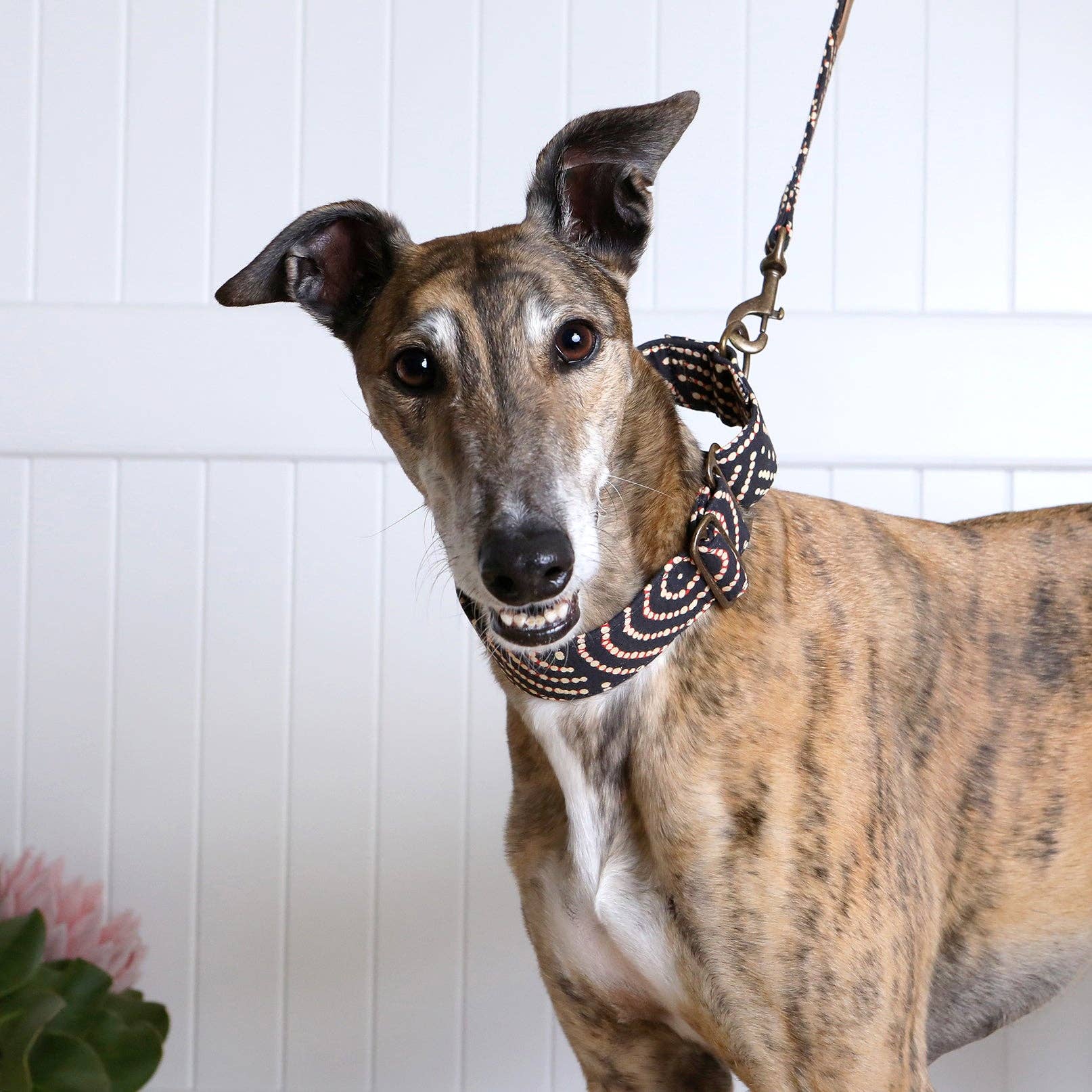 Outback Tails – wholesale Pet collar – Dog – Martingale Collar - Fire Country Dreaming2