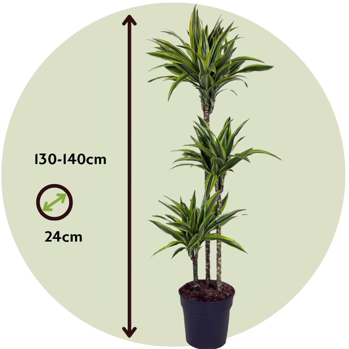 Oasis of Life – wholesale Live plant – Dracaena Lemon Lime – Height 130–140cm – Ø24cm – Large dragon tree with two-colored leaves – Easy-care & air-purifying houseplant – Ideal for living room & office2