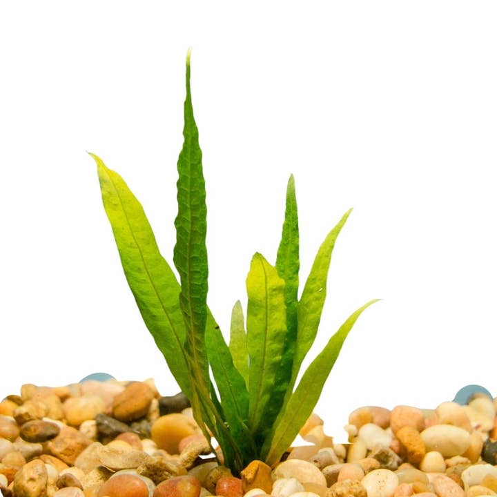 Wetplants - Wholesale Live Plant - Java Fern