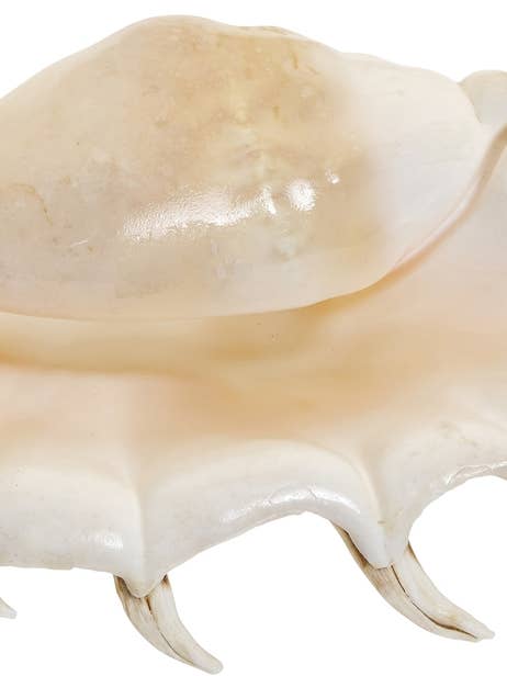 Giant Lambis 8-10" for wholesale by HS Seashells