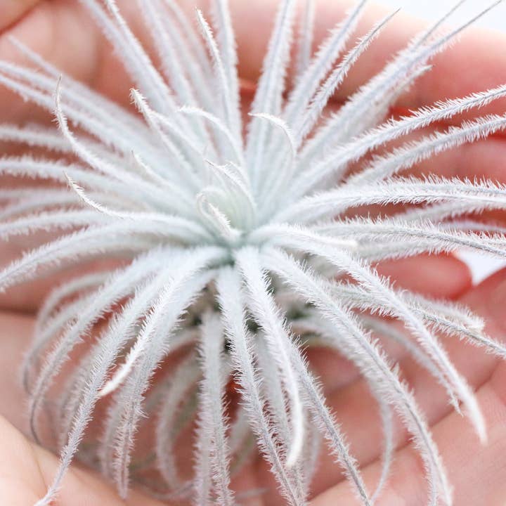 Air Plant Shop - Wholesale Live Plant - Extra Large Tillandsia Tectorum Ecuador Air Plant7
