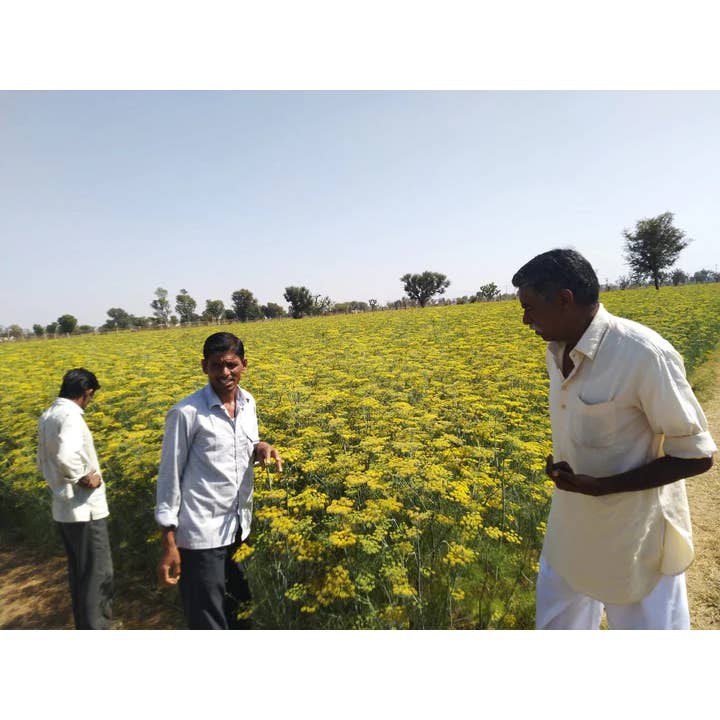 Burlap & Barrel - Wholesale Dried Spice - Lucknow Fennel - Single Origin Spice & Seasoning2