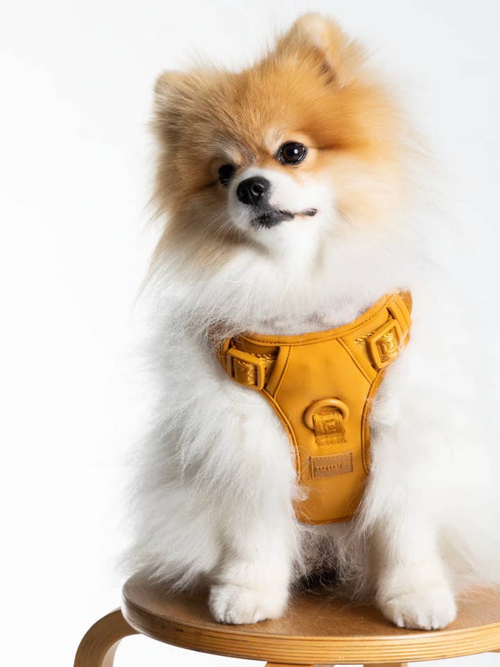 Harnais ajustable pour chien de qualité supérieure - Sunburnt Orange pour la vente par Lulu's from Cali