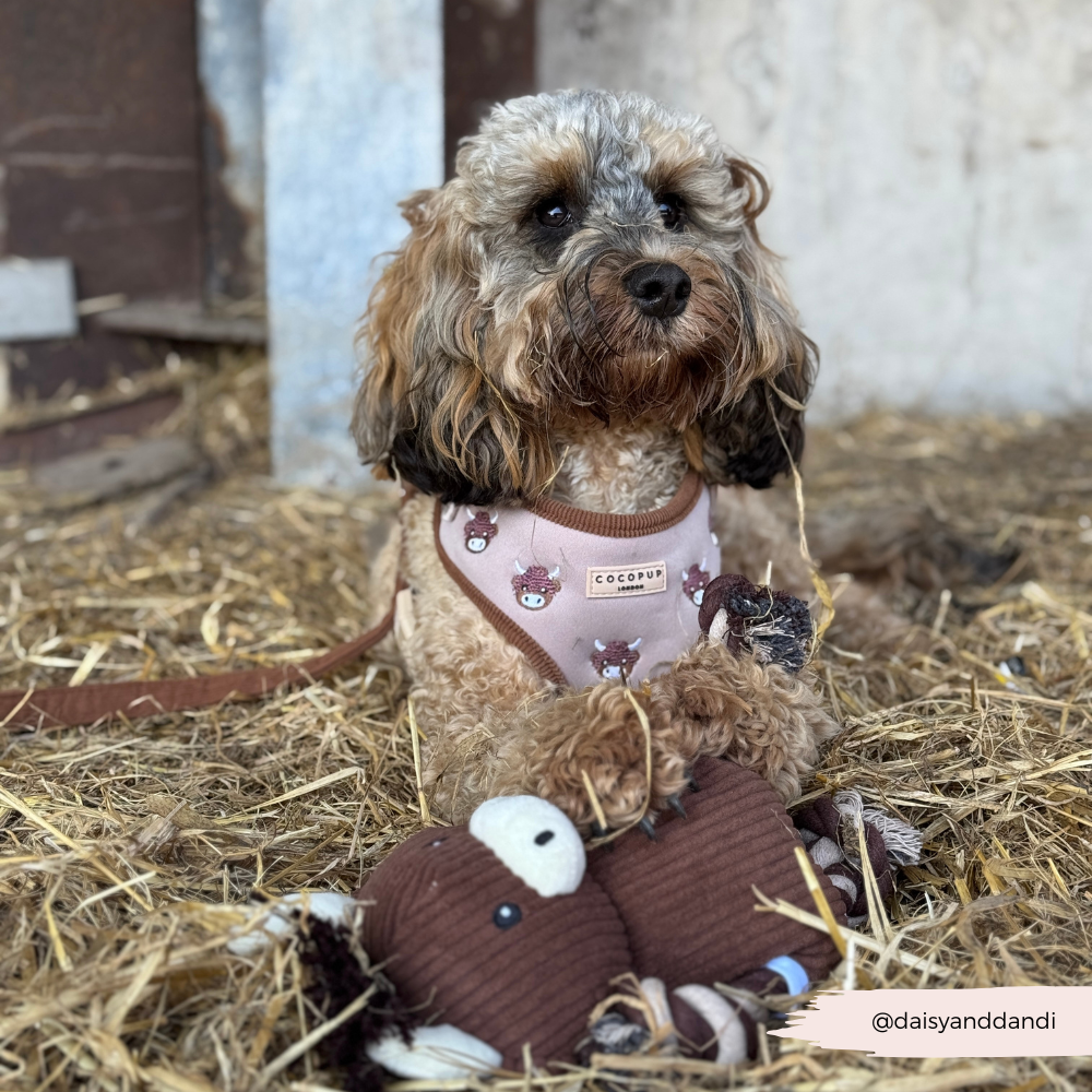 Cocopup London - Wholesale Pet Harness - Dog - Harold the Highland Cow Adjustable Neck HARNESS20