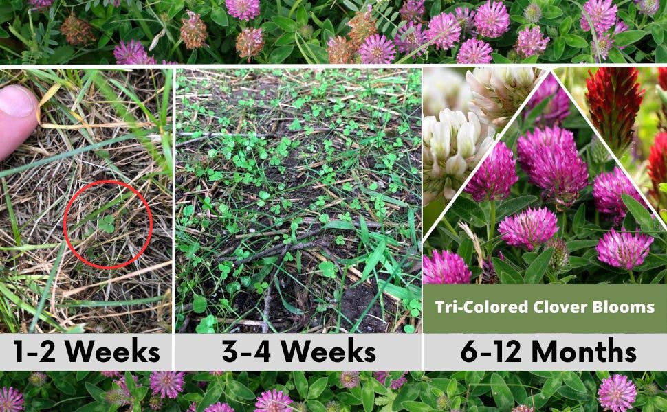 Flawn Seed Kits - Wholesale Plant Seeds - Tri-Color Clover Seed Mix Pouches3