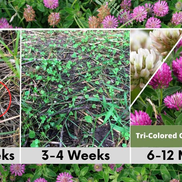 Flawn Seed Kits - Wholesale Plant Seeds - Tri-Color Clover Seed Mix Pouches3