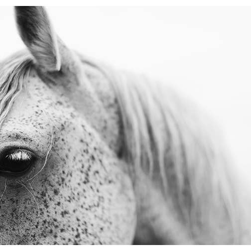 Flecked #3 Fine Art Photograph for wholesale by Alicia Bock Print Shop