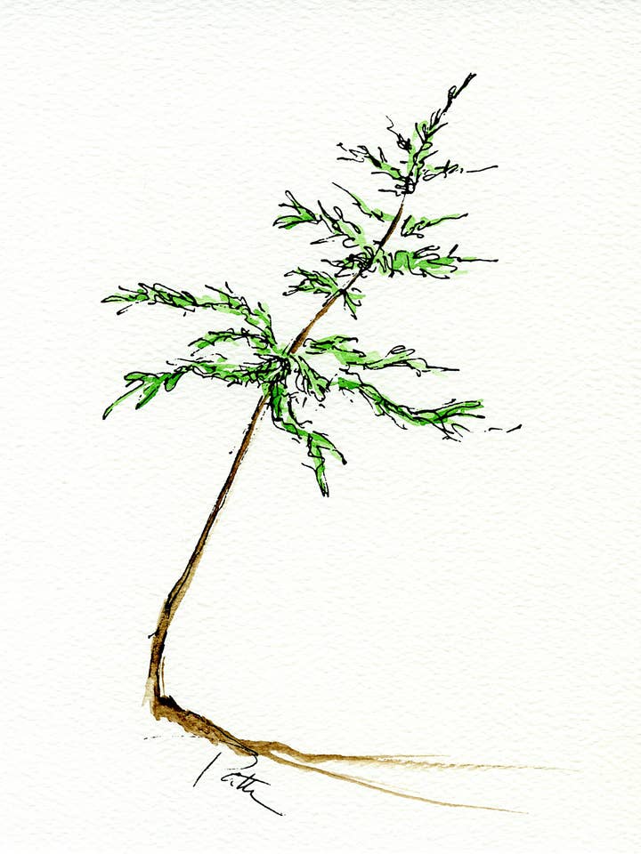 Leaning Tree for wholesale by Fine Lines