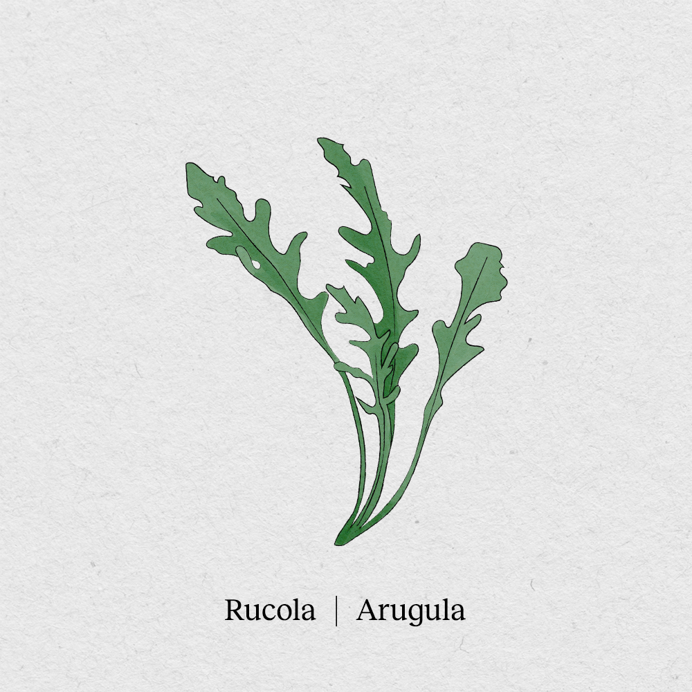 BerlinGreen - Wholesale Plant Seeds - arugula2