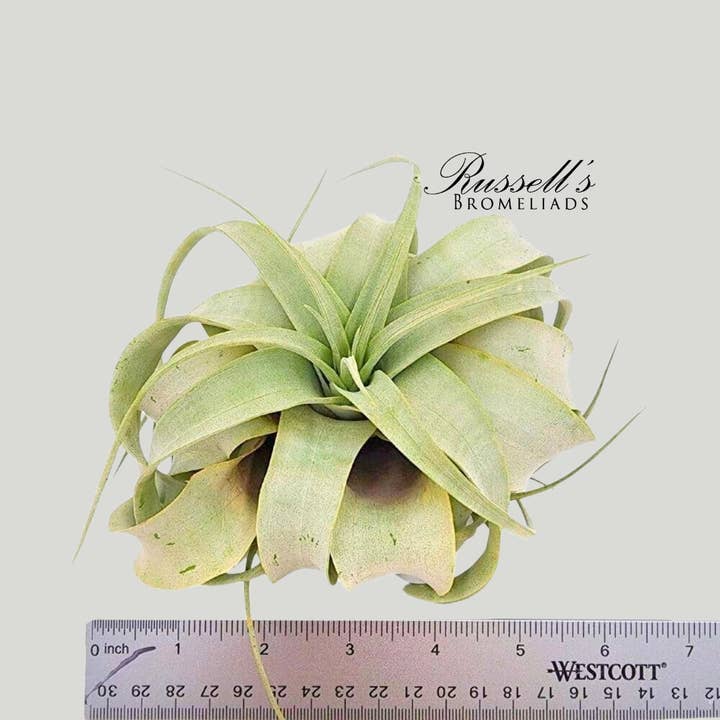 Russell's Bromeliads - Wholesale Live Plant - Xerographica, 5-7"1