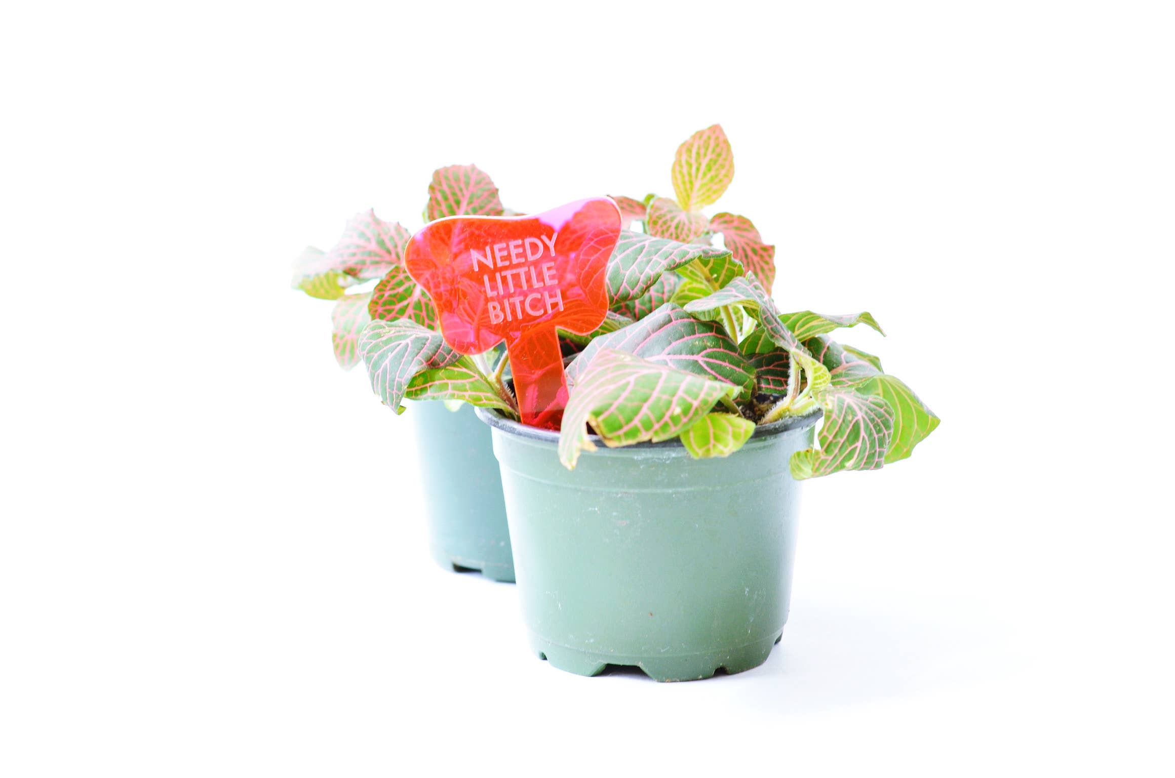 Tuff Girl Gang - Wholesale Plant Pot - NEEDY LITTLE BITCH Plant Stake4