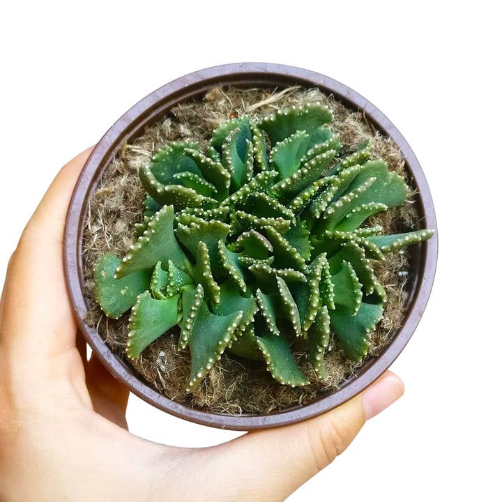 Best Plant Friend - Wholesale Succulent - Giant Jewel Plant Aloinopsis malherbei 4in Pot3