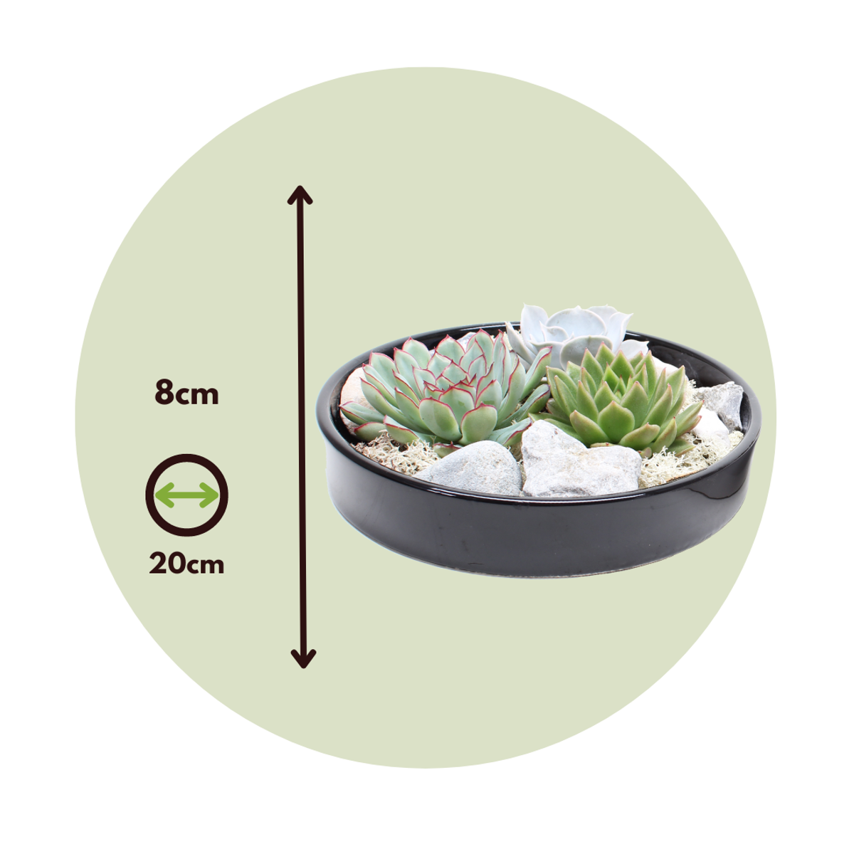 Oasis of Life - Wholesale Succulent - Succulent Garden Mix Black – Echeveria Lilacina without roots – Height 8cm – Decorative bowl Ø20cm with decorative stones – Easy-care living succulent – Modern table decoration for home & office2