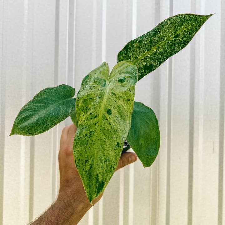 BWH Plant Co - Wholesale Live Plant - 4" Philodendron ‘Paraiso Verde’