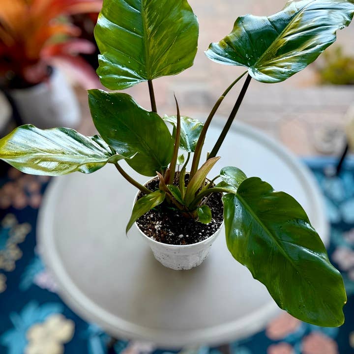 Plant Vault - Wholesale Live Plant - Philodendron Jungle Fever 2