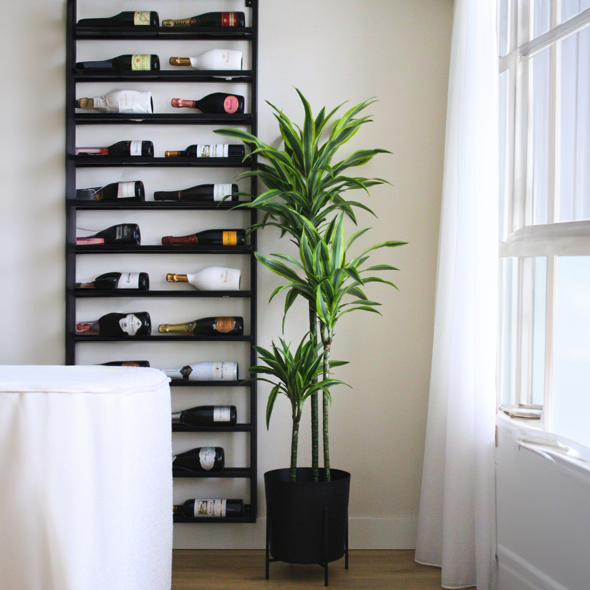 Oasis of Life – wholesale Live plant – Dracaena Lemon Lime – Height 130–140cm – Ø24cm – Large dragon tree with two-colored leaves – Easy-care & air-purifying houseplant – Ideal for living room & office1