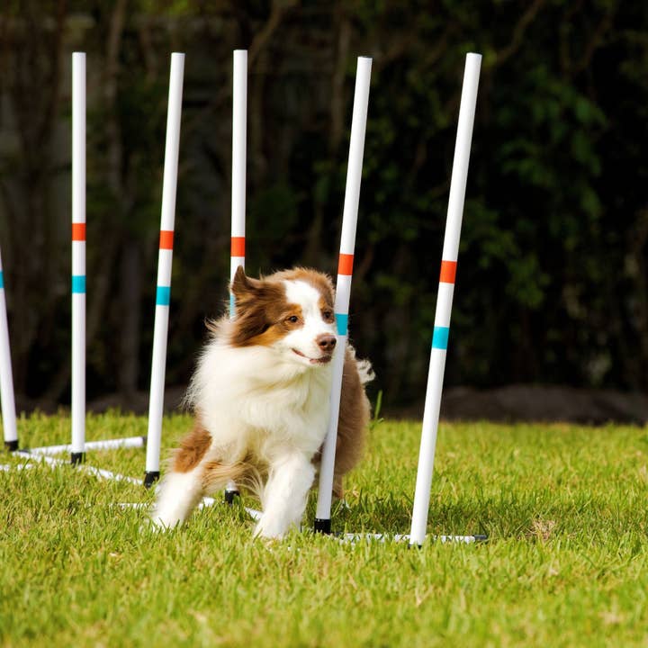 Midlee Designs - Wholesale Pet Toy - Dog - Midlee Dog Agility Beginner Sets- Hoop, Poles, & Bar Jump
