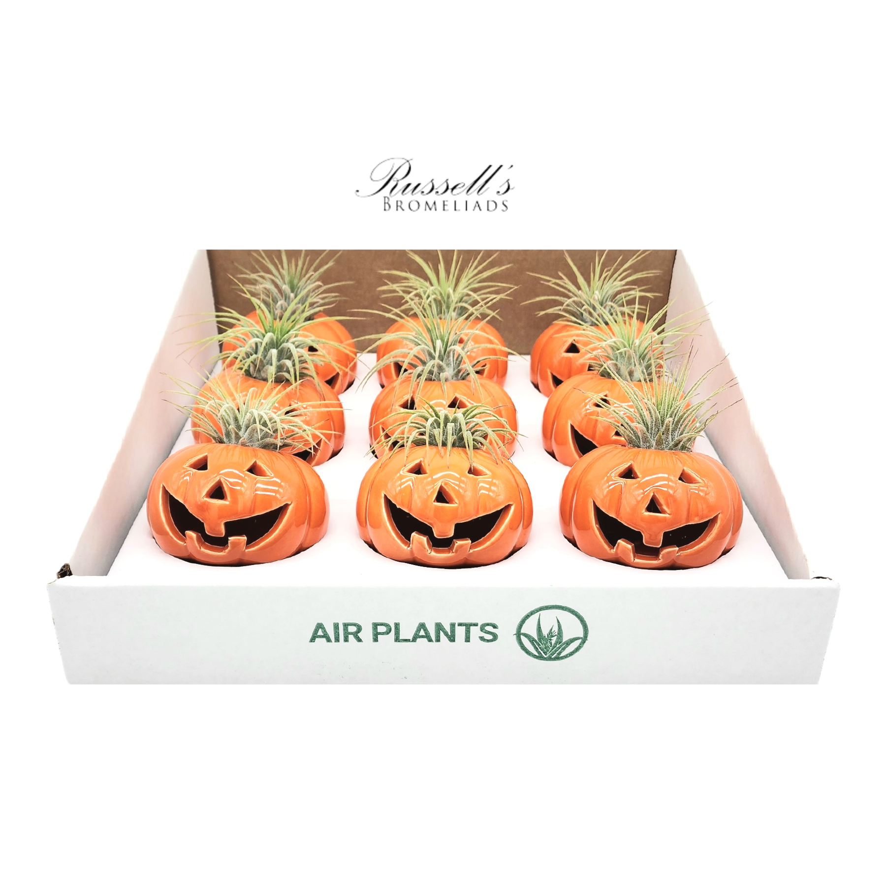 Russell's Bromeliads - Wholesale Live Plant - Halloween Pumpkins With Air Plants - Half Pack2