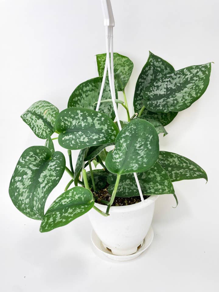 Scindapsus Pictus "Silver Splash" for wholesale by Bumble Plants