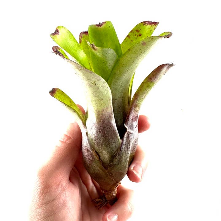 The Artizan Way - Wholesale Live Plant - Neoregelia Abendrothae - Live Bare Root Plant