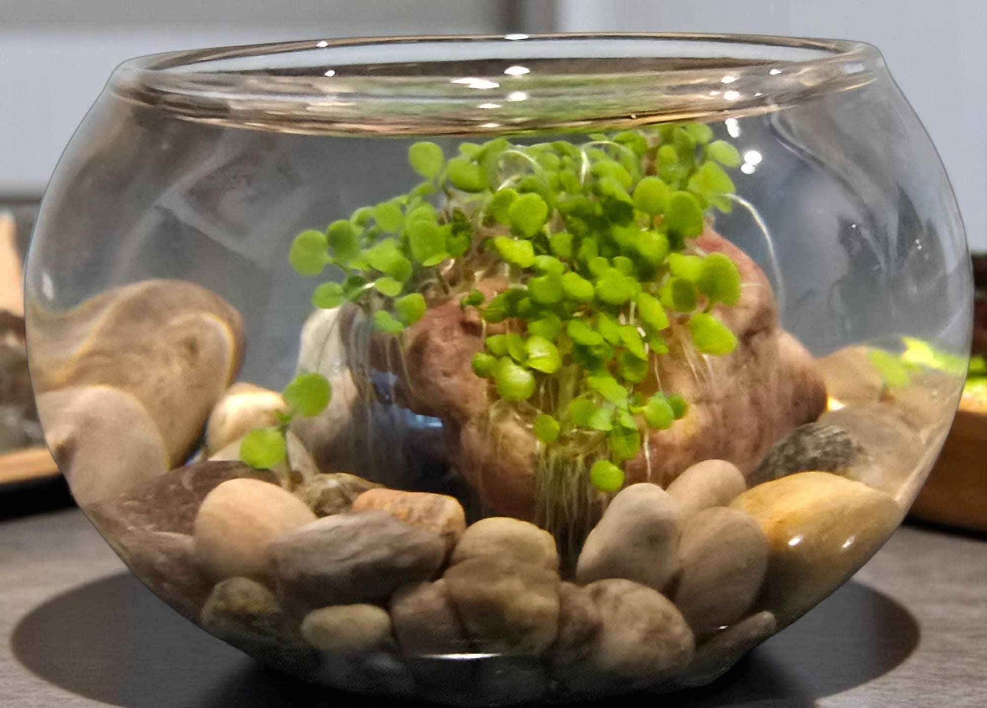 Silver Circle Products - Wholesale DIY Craft Kit - Mini WaterPlants Aquatic Terrarium5