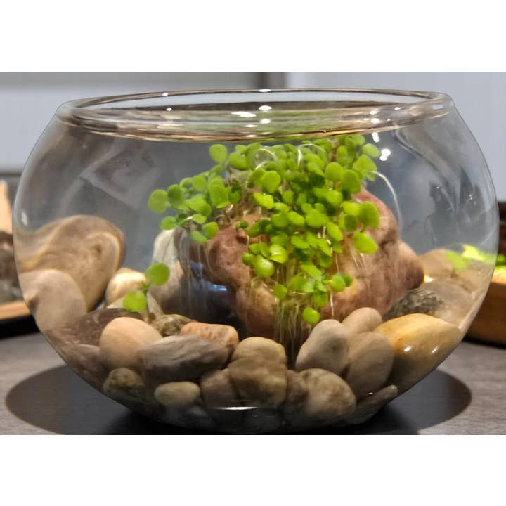 Silver Circle Products - Vente Kit de bricolage - Mini Terrarium Aquatique de Plantes Aquatiques5