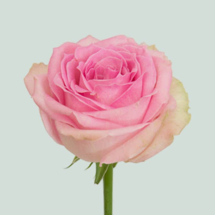 Pink Rose Avalanche Sorbet (20 Stems) for wholesale on Faire