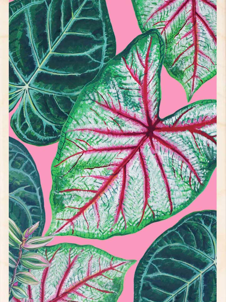 Caladium - Eco-friendly cards & magnets for wholesale by THE WOODEN POSTCARD COMPANY