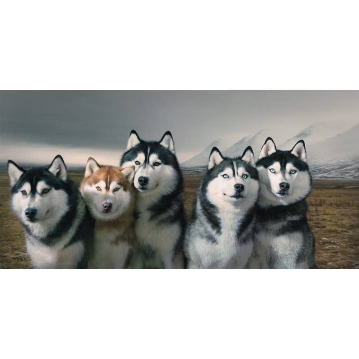 Abrams - Wholesale Pets - Dogs1