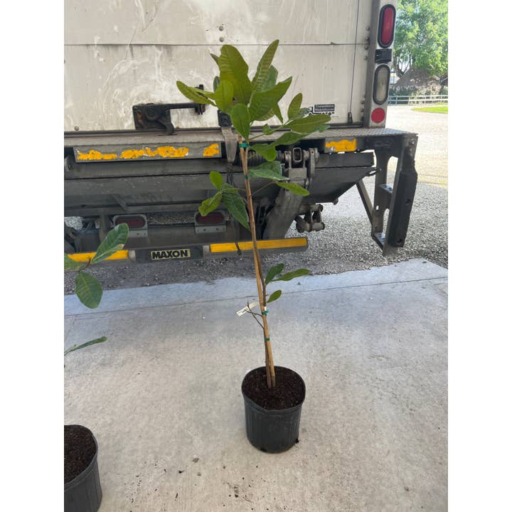 10" Fruit Cashew for wholesale by Triad Plants