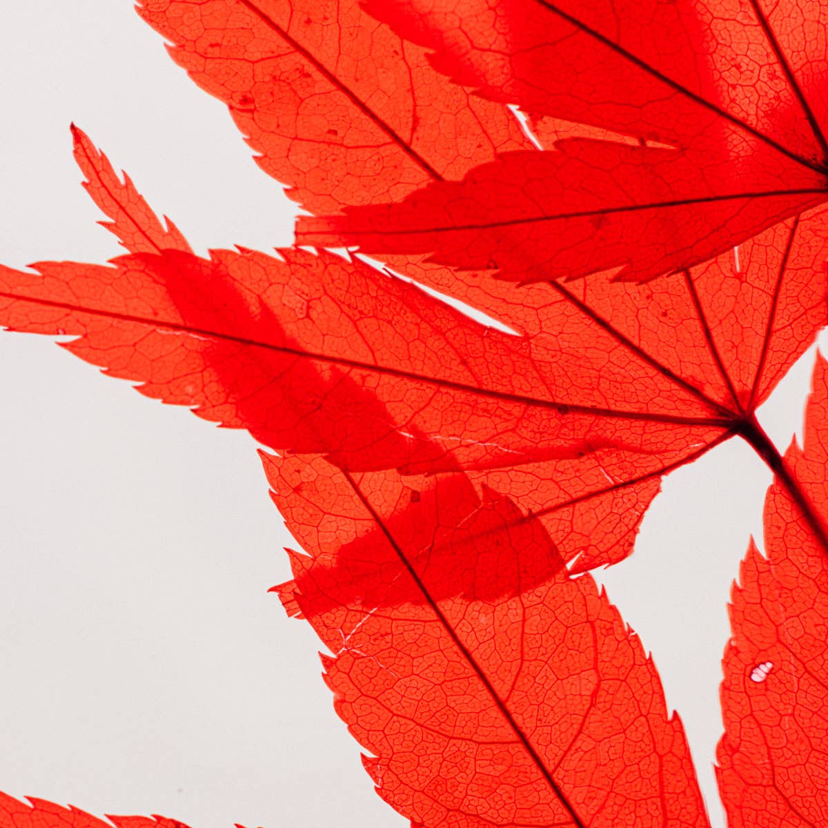 Theophile Berthon - Wholesale Live Plant - Red Maple Herbarium submerged plant7