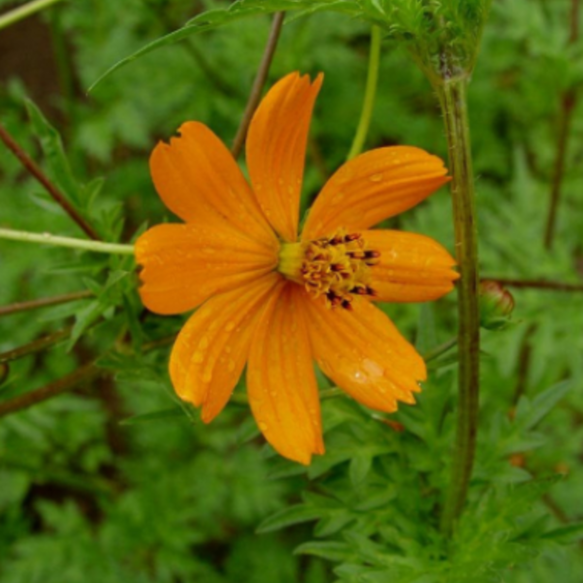 Sow the Magic - Wholesale Plant Seeds - Diablo Cosmos Tarot Seed Packet3