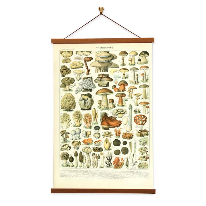 Mushroom - Adolphe Millot - Wall Art Canvas Home Decor for wholesale by Vintage Banners