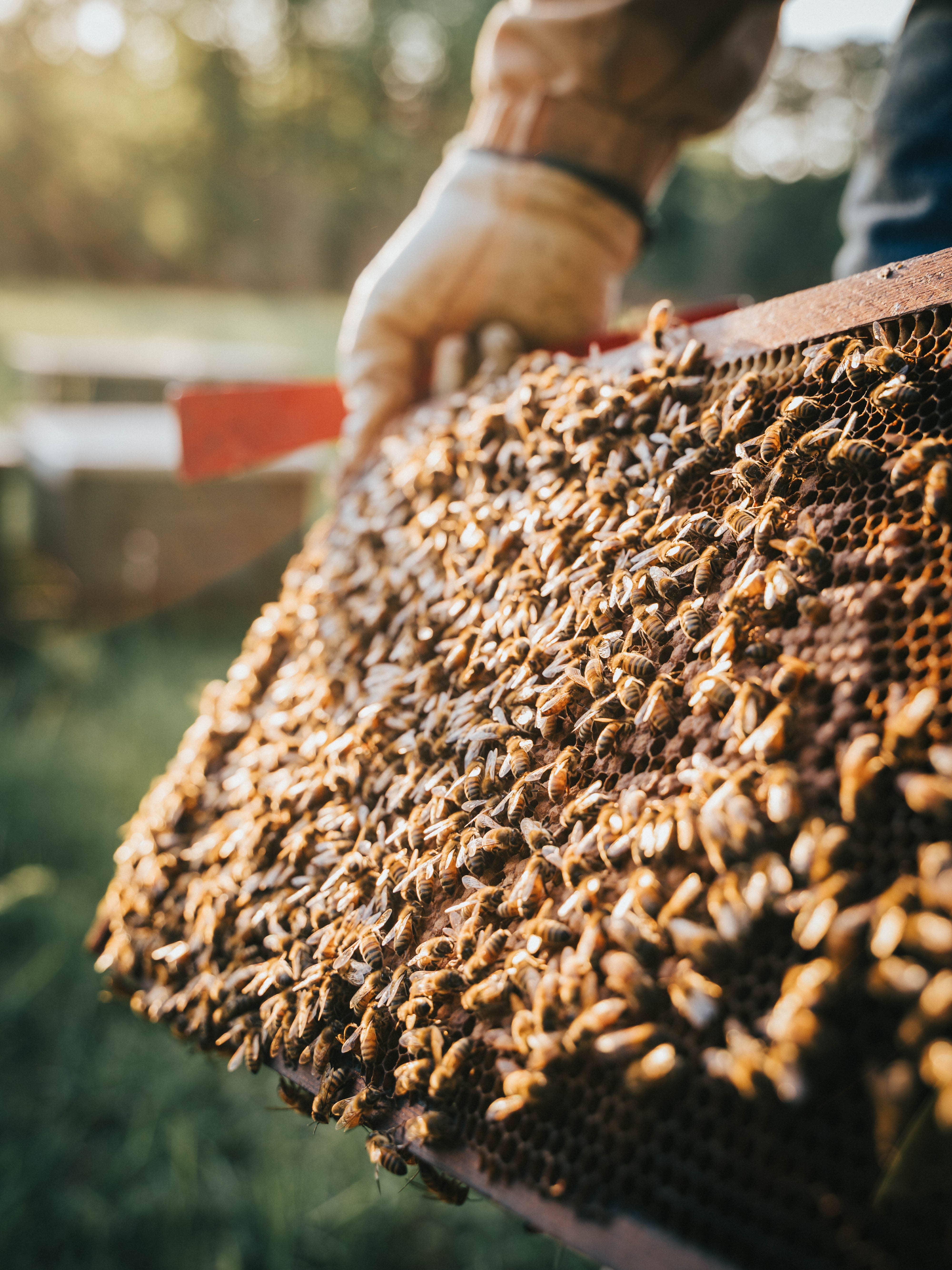 Moore Honey - Wholesale Honey - Texas Wildflower Honey 12oz Bear2