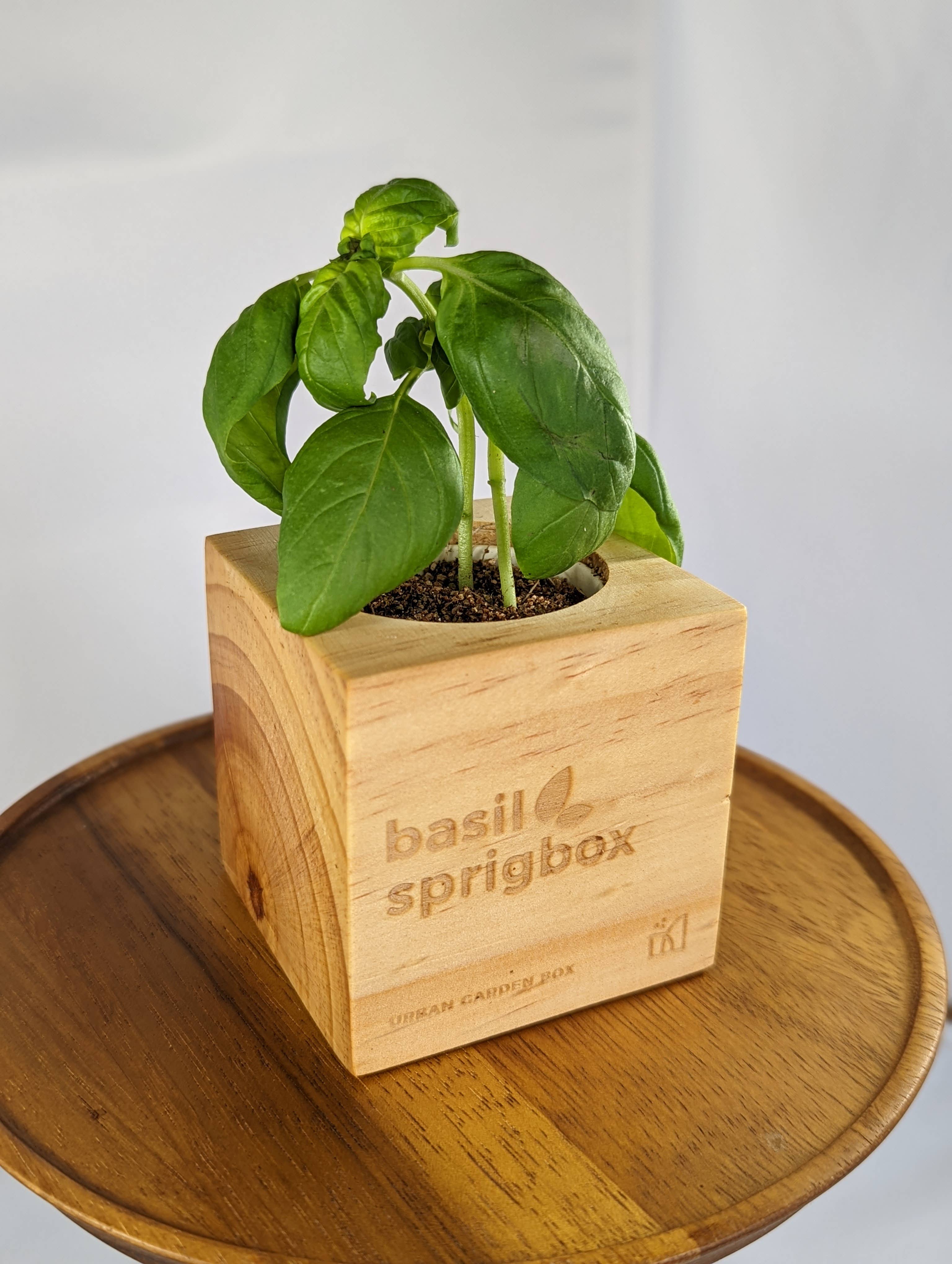 Sprigbox - Wholesale Plant Seeds - Basil Grow Kit | Wooden Planter Box | Herb Gardening4