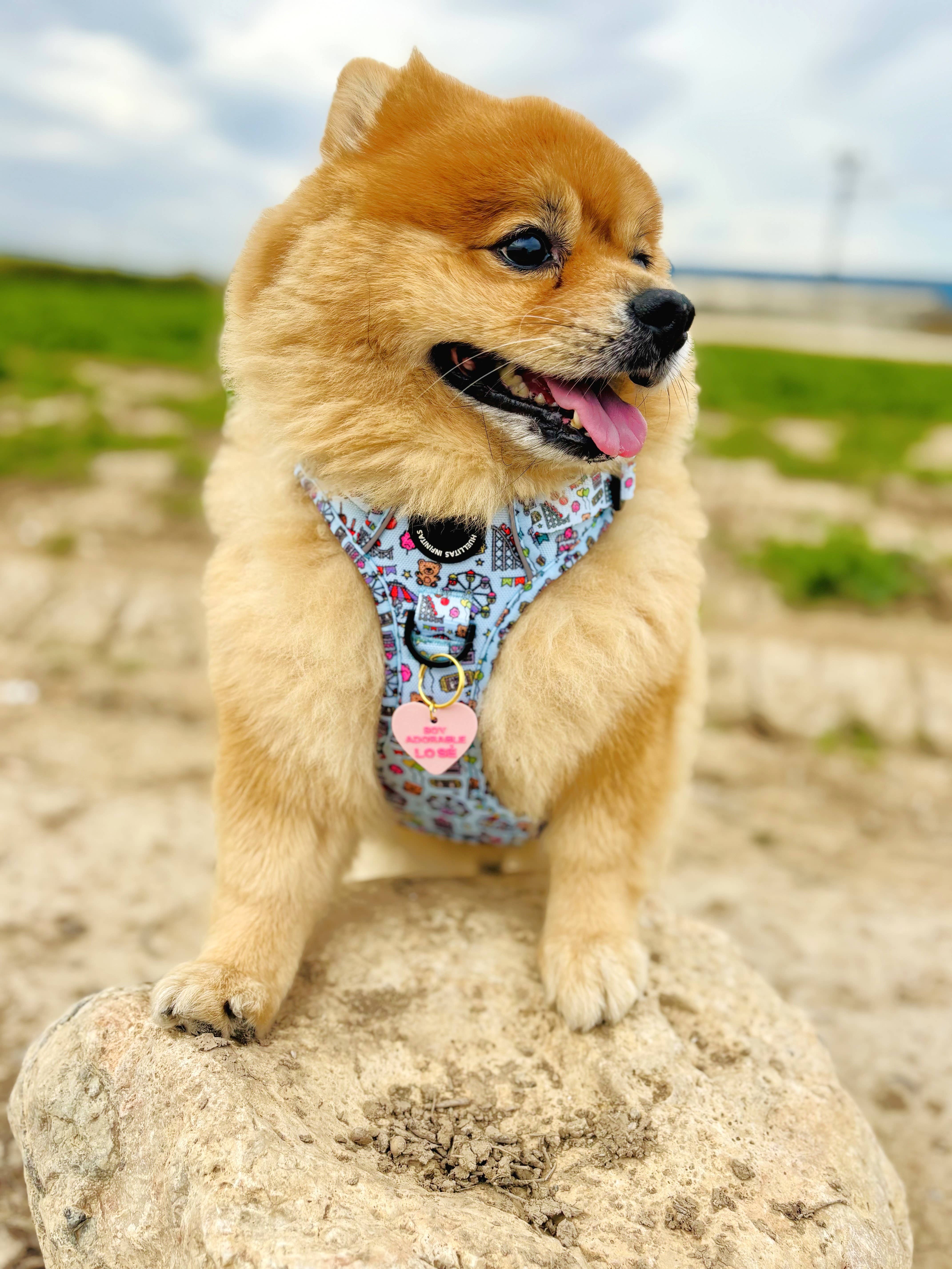 HUELLITAS INFINITAS - Vente Harnais – chien - Harnais Anti-Coups XTREME 4x4 FERIA5