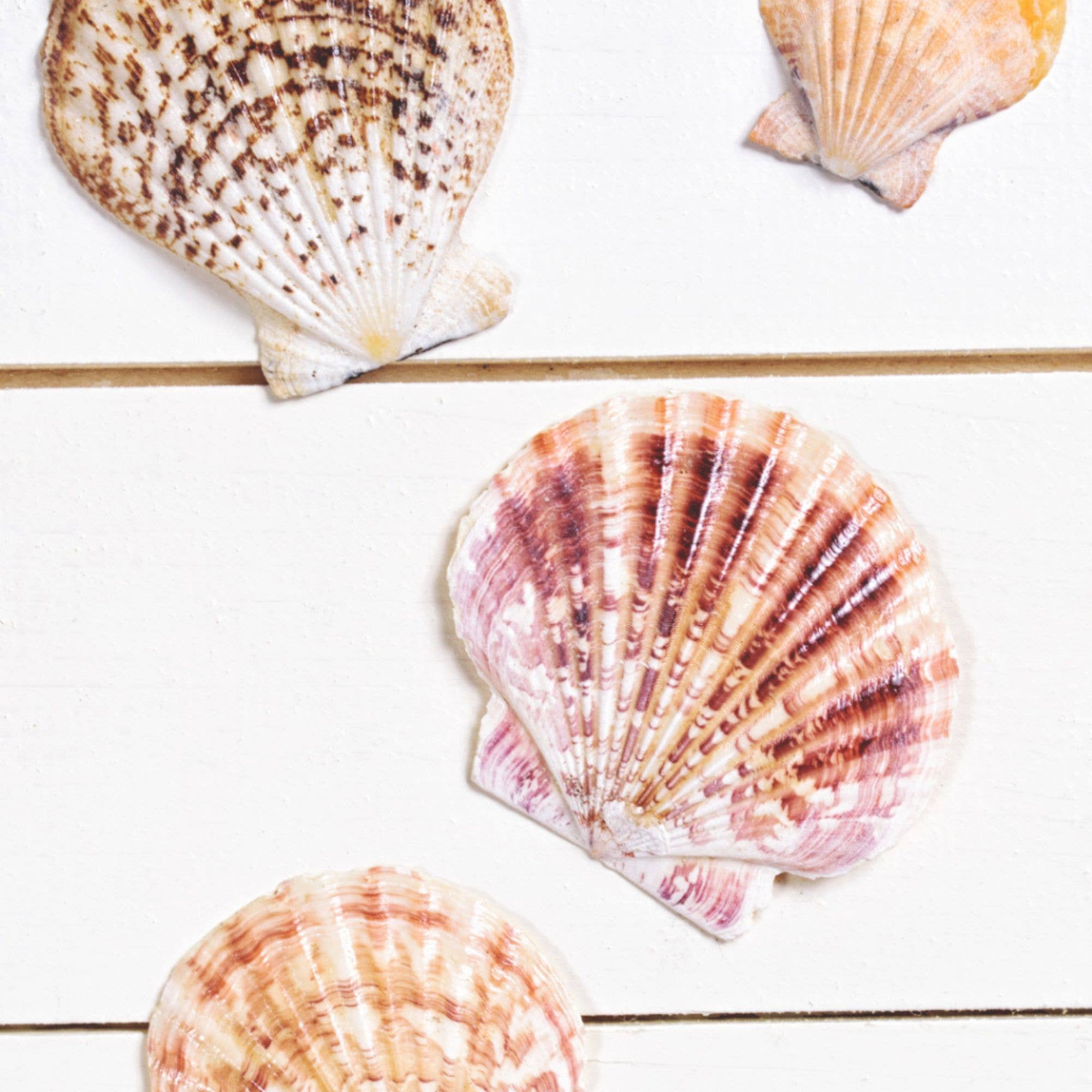 GLifee – Engroshandel Håndværk forsyninger – Kammuslingeskaller til Håndværk, Dekoration, Gave Engros6