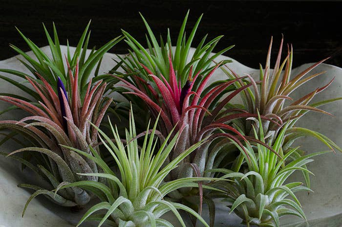 The Artizan Way - Wholesale Live Plant - Tillandsia Ionantha Rubra | Live Air Plant6