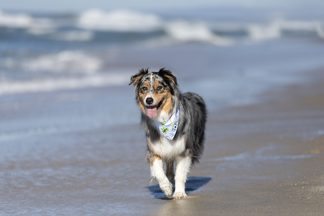 Dog Bandana Co. - Wholesale Pet Bandana - Dog - Shores Dog Bandana3