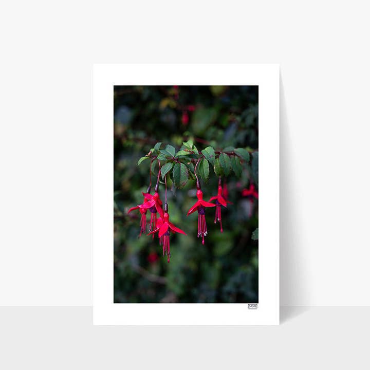 Fuchsia | County Cork | Ierland voor wholesale door SIAR Photography