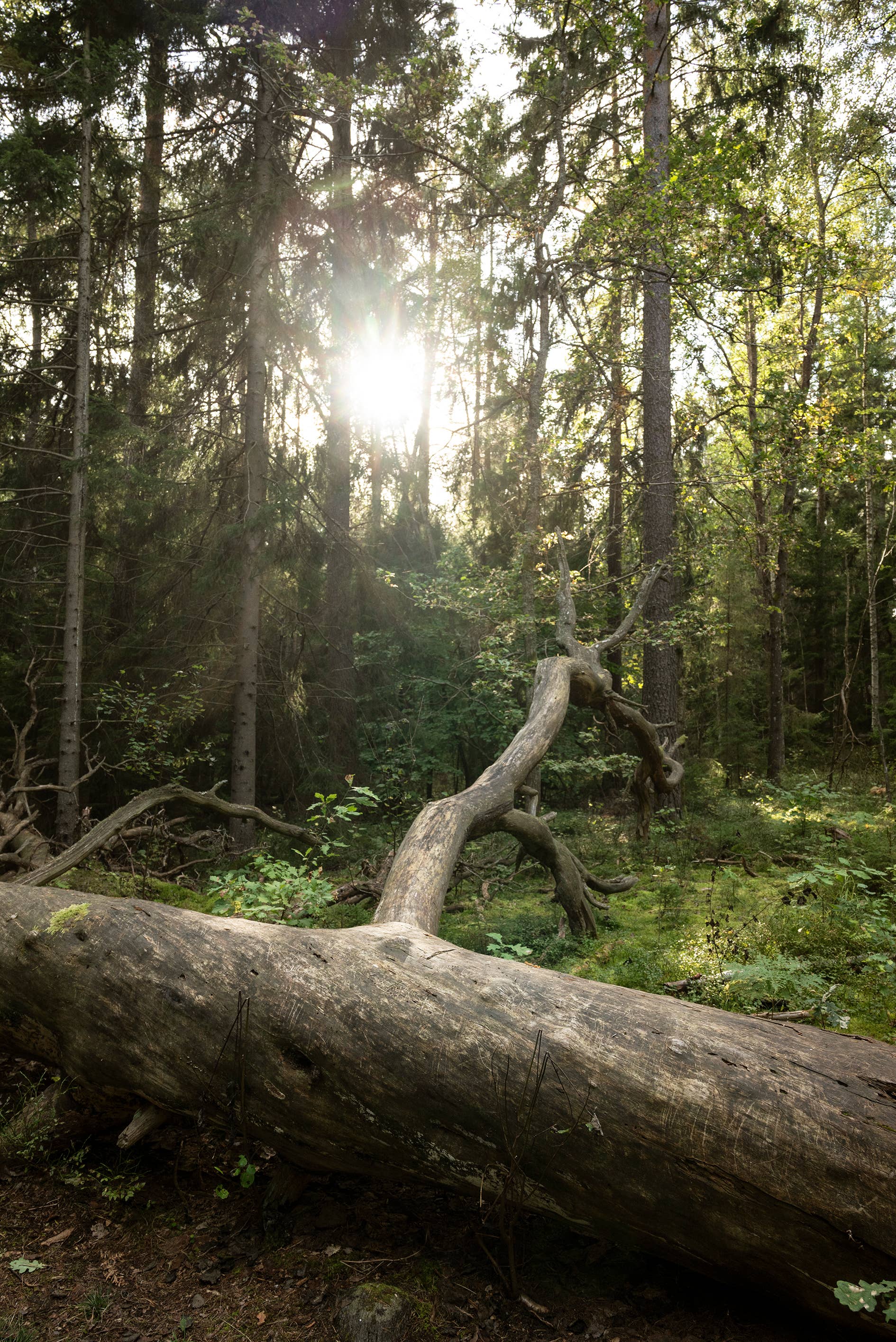 Gawell Förlag - Wholesale Nature & Outdoors Book - Hike Stockholm- 15 selected hikes around Stockholm8