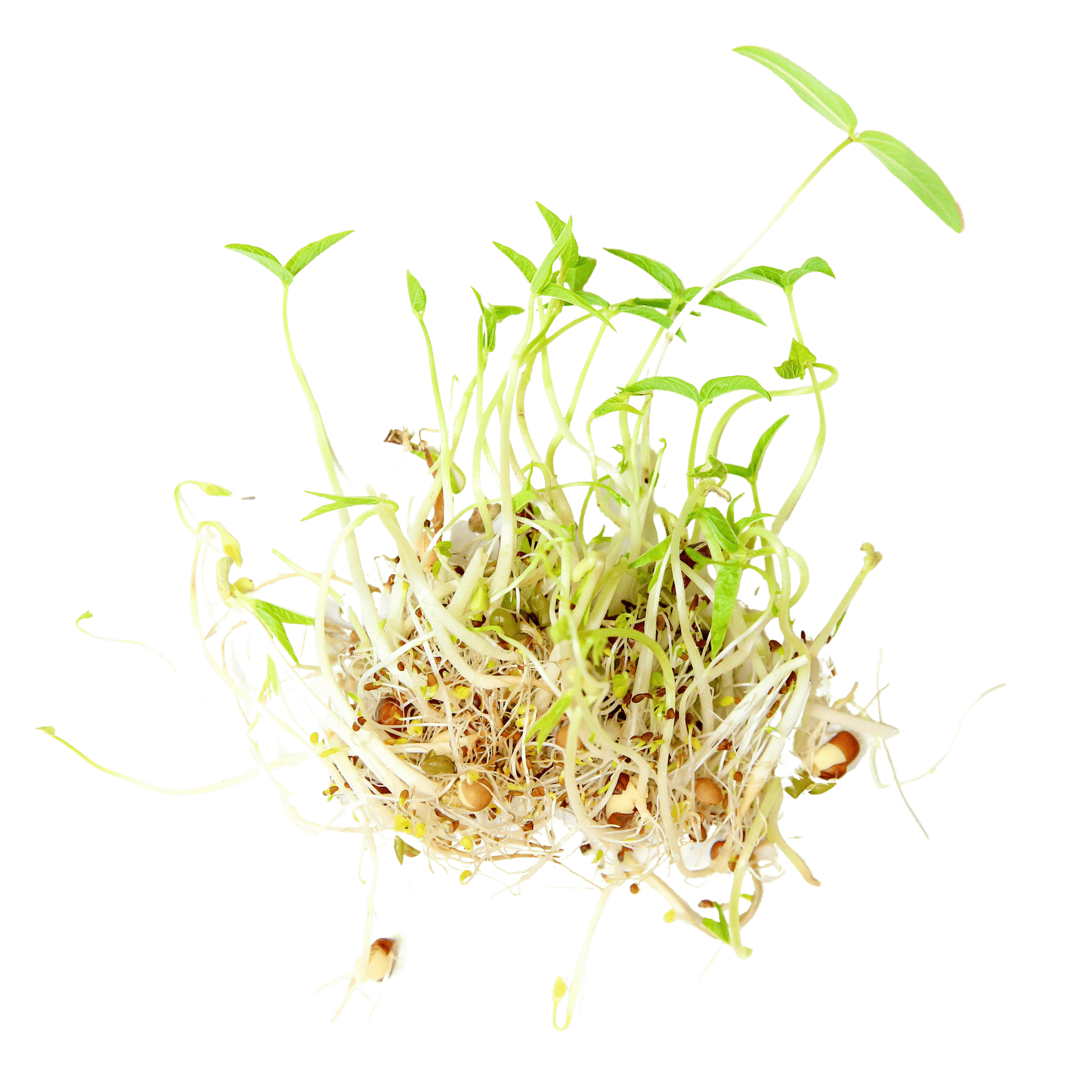 Sproutman – wholesale Plant seeds – Organic Beans + Greens Sprouting Seed4